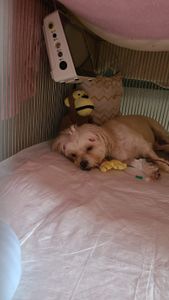 Verônica Pires - Despesas Veterinárias da Lulu