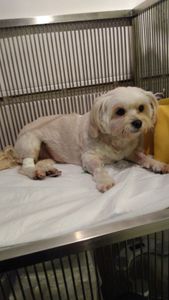 Despesas Veterinárias da Lulu imagem 6