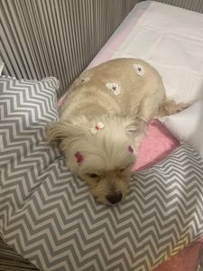 Vaquinha Online - Despesas Veterinárias da Lulu