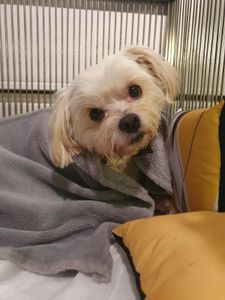 Curitiba/PR - Despesas Veterinárias da Lulu