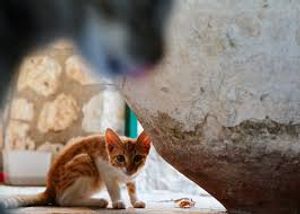 Guarujá/SP - AJUDANDO CACHORROS NA RUA GRJA