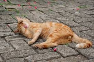AJUDANDO CACHORROS NA RUA GRJA - AJUDANDO CACHORROS NA RUA GRJA