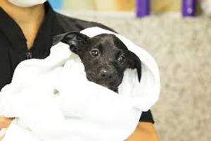 Vaquinha Online - AJUDANDO CACHORROS NA RUA GRJA