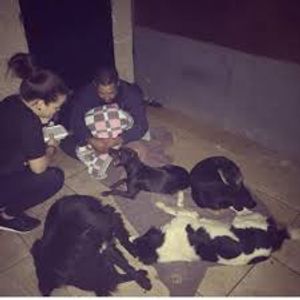 AJUDANDO CACHORROS NA RUA GRJA imagem 9