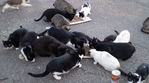 AJUDANDO CACHORROS NA RUA GRJA imagem 6
