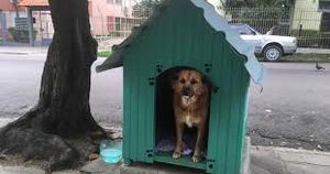 AJUDANDO CACHORROS NA RUA GRJA imagem 8