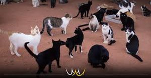 AJUDANDO CACHORROS NA RUA GRJA imagem 10