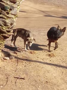 SOS RAÇÃO  imagem 6