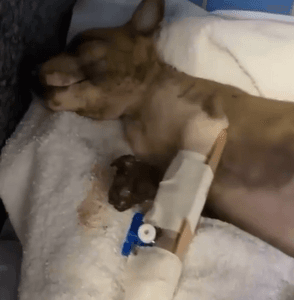 Vaquinha Online - Cirurgia Próteses Do Bolinha