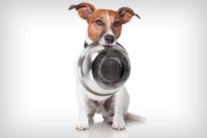 Animais - Doe amor! Doe ração! 