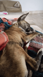 Vaquinha Online - Pelo amor de Deus me ajudem a salvar a Zoe