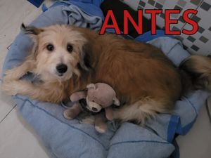 Estou desempregado, e não estou conseguindo trabalho, e preciso cuidar do meu cachorro, porém não tenho dinheiro para o veterinário e as medicações, se puderem ajudar, eu ficaria grato. Nome dele é Thor, e ultimamente vive se coçando e perdendo os pêlos. - Ajuda ao tratamento do meu cachorro "Thor"