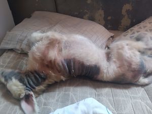 Vaquinha Online - Ajuda ao tratamento do meu cachorro "Thor"