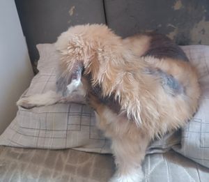 Animais - Ajuda ao tratamento do meu cachorro "Thor"