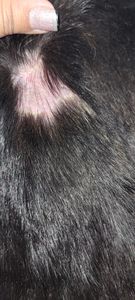 Animais - Vaquinha para Meg