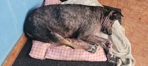 Vaquinha Online - Vaquinha para Meg