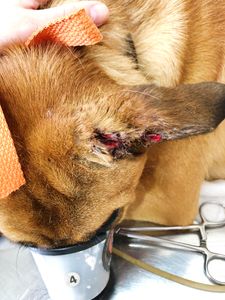 Vaquinha Online - Ajuda para o Toddy