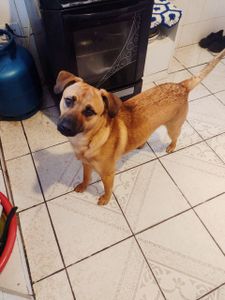 Animais - Ajuda para o Toddy