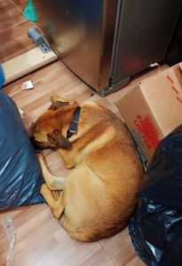 Fernanda - Ajuda para o Toddy