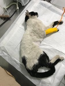 Salve gatinho Frederico  imagem 9