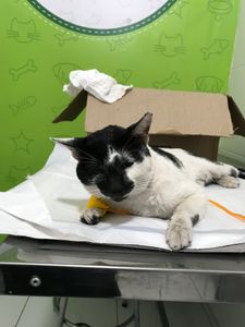 Salve gatinho Frederico  imagem 7