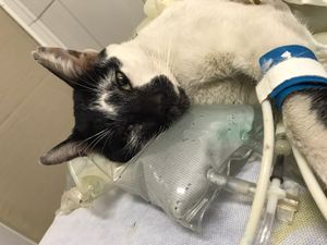 Vaquinha Online - Salve gatinho Frederico 