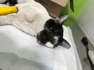 Salve gatinho Frederico  imagem 8