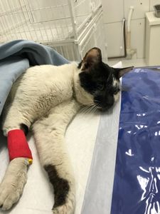 Guarulhos/SP - Salve gatinho Frederico 