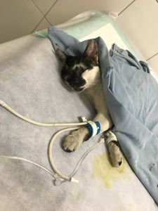 Caridade e Filantropia - Salve gatinho Frederico 