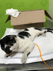 Salve gatinho Frederico  imagem 6