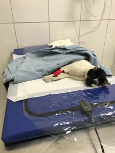 Gatinho de rua muito machucado precisa de ajuda  - Salve gatinho Frederico 