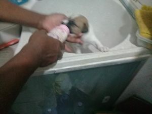 CÃES DE RUA : CUIDAR, ALIMENTAR E ADOÇÃO RESPONSÁVEL imagem 10