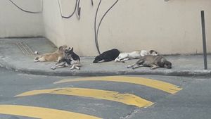 Salvador/BA - CÃES DE RUA : CUIDAR, ALIMENTAR E ADOÇÃO RESPONSÁVEL
