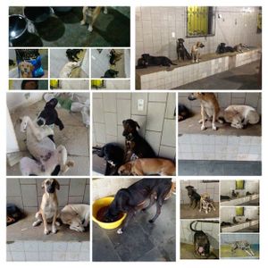 CÃES DE RUA : CUIDAR, ALIMENTAR E ADOÇÃO RESPONSÁVEL imagem 7