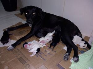 MARIA CRUZ - CÃES DE RUA : CUIDAR, ALIMENTAR E ADOÇÃO RESPONSÁVEL