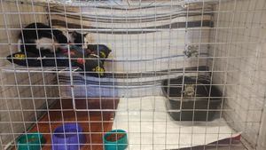 Animais - TRATAMENTO DE GATO COM ESPOROTRICOSE