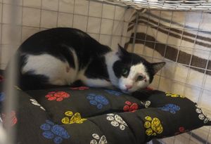 Vaquinha Online - TRATAMENTO DE GATO COM ESPOROTRICOSE