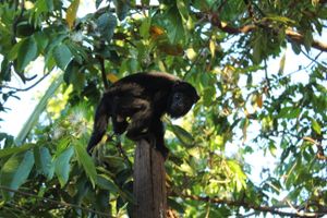 Pré-venda Coletiva - UM ESFORÇO MUNDIAL PARA PRESERVAR A FLORESTA AMAZONICA