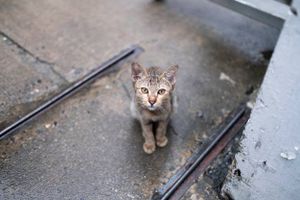 Campanha para resgatar animais em condições de abandono imagem 6