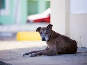 Campanha para resgatar animais em condições de abandono imagem 8