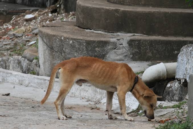 Vaquinha Online - Campanha para resgatar animais em condições de abandono