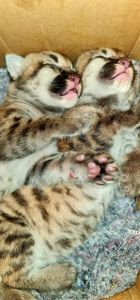 Vaquinha Online - Ajude a Salvar as Oncinhas 