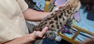 Ajude a Salvar as Oncinhas - Ajude a Salvar as Oncinhas 