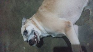 Animais - Kira Precisa de Cirurgia!