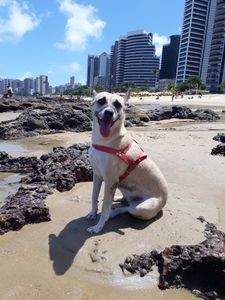 Fortaleza/CE - Kira Precisa de Cirurgia!