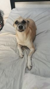 Kira - Kira Precisa de Cirurgia!