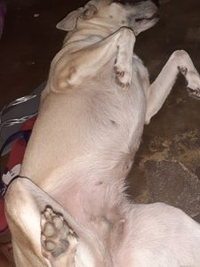 Vaquinha Online - Kira Precisa de Cirurgia!