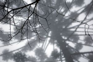 Financiamento Coletivo - MANTIQUEIRA, ENTRE O CÉU E A TERRA (Visconde de Mauá, Itatiaia, Resende  e Bocaina de Minas)