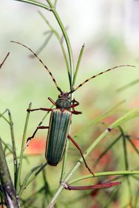 MANTIQUEIRA, ENTRE O CÉU E A TERRA (Visconde de Mauá, Itatiaia, Resende  e Bocaina de Minas) imagem 8