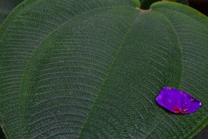 MANTIQUEIRA, ENTRE O CÉU E A TERRA (Visconde de Mauá, Itatiaia, Resende  e Bocaina de Minas) imagem 9